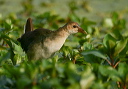 img_5429_gallinule