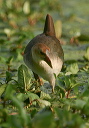 img_5438_gallinule