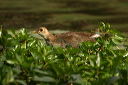 img_5452_gallinule