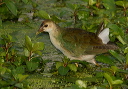 img_5467_gallinule