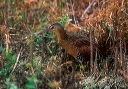 king_rail
