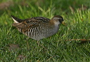 sora_rail_zh3z7616