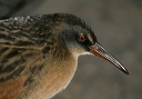 virginia_rail5330