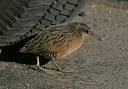 virginia_rail5332