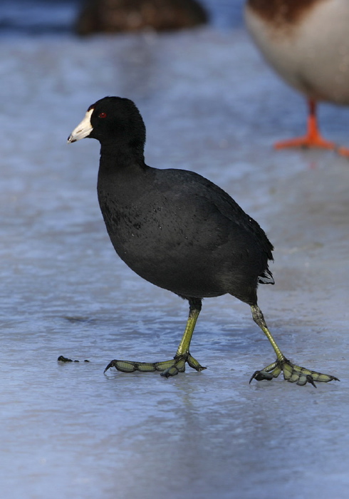 Fulica americana Rallidae