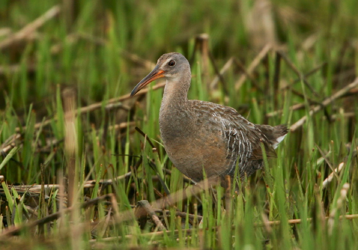 Rallus longirostris Rallidae