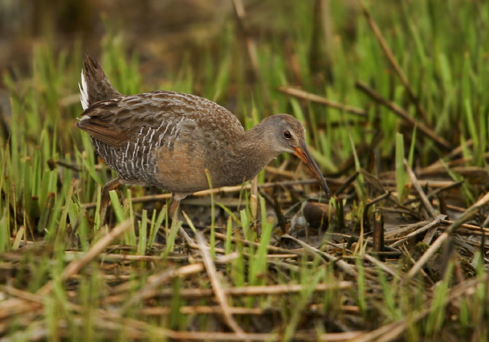 Rallus longirostris Rallidae