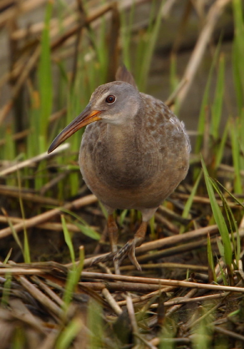 Rallus longirostris Rallidae
