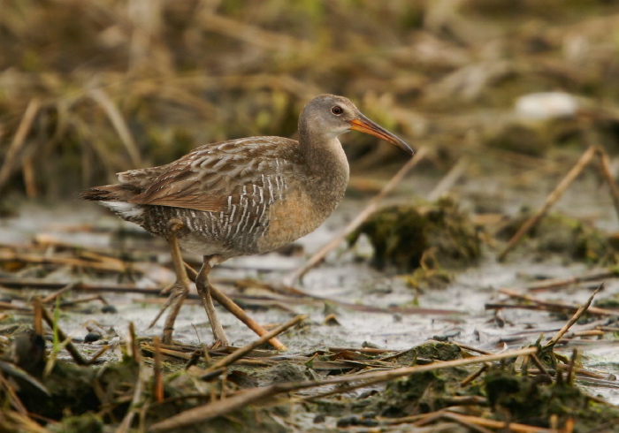 Rallus longirostris Rallidae