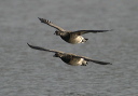 brant_geese_img_0501