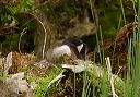 canada_goose_mg_2117