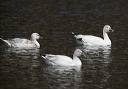 snow_goose_0460