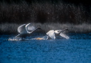 tundra_swan_002