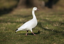 yl0d1288_snow_goose