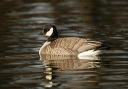 yl0d1321_cackling_goose