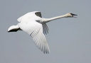yl0d2120_swan