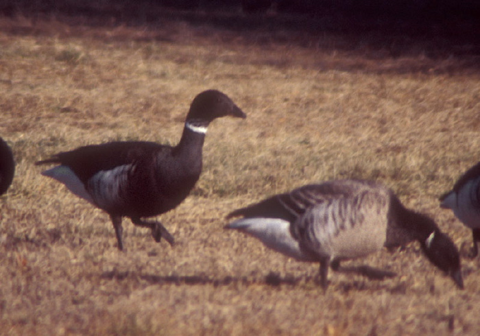 Branta bernicla Anatidae