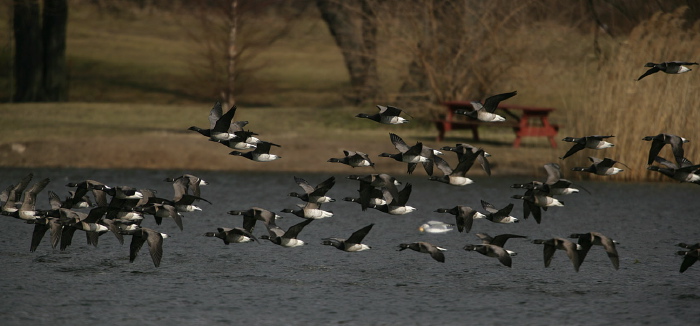 Branta bernicla Anatidae