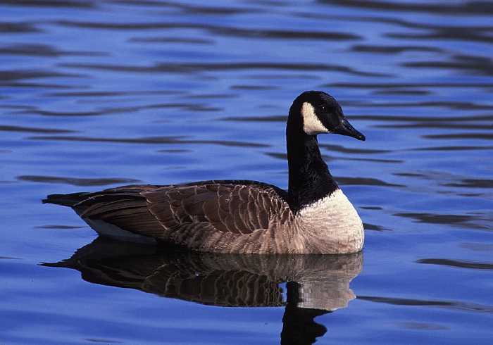 Branta canadensis Anatidae