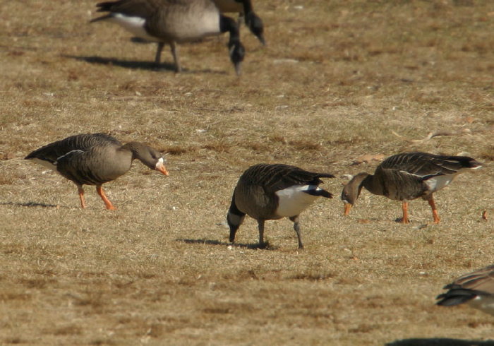 Anser albifrons Anatidae