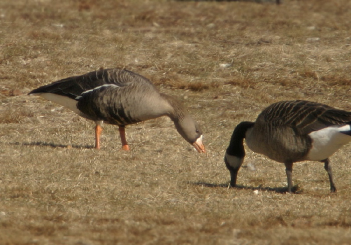 Anser albifrons Anatidae