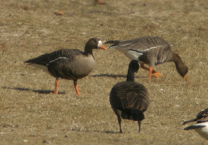 Anser albifrons Anatidae