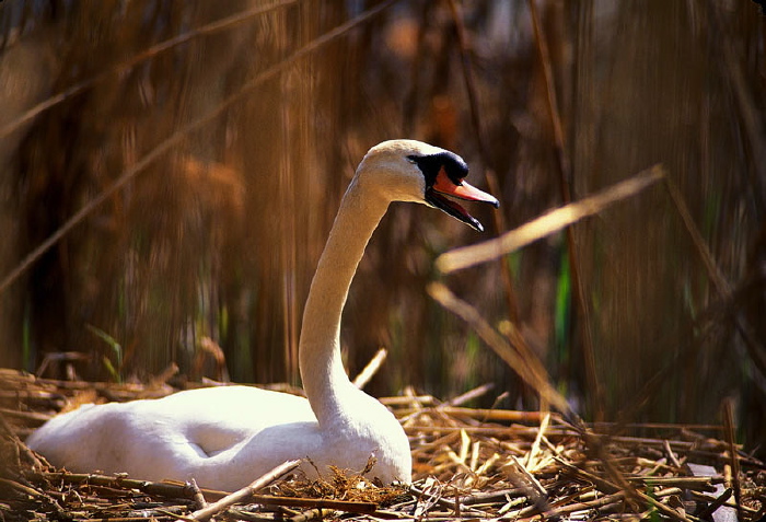 Cygnus olor Anatidae
