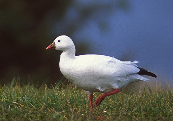 Chen rossii Anatidae
