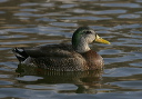 american_black_duck_x_15941
