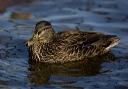 american_black_duck_x_17ad0