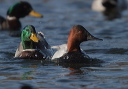 crw_8953_canvasback