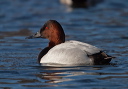 crw_8955_canvasback