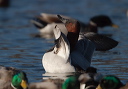 crw_8959_canvasback
