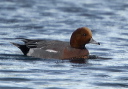 eurasian_wigeon_9707