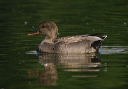 gadwall_img_3054