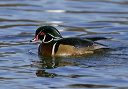 img_5897_wood_duck