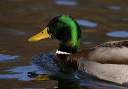 img_5900_mallard