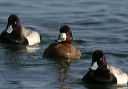 img_6530_scaup