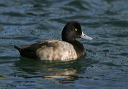 img_6538_scaup