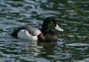 img_6542_scaup