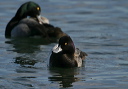 img_6551_scaup