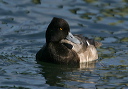 img_6567_scaup