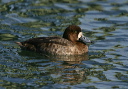 img_6575_scaup