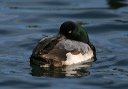 img_6577_scaup