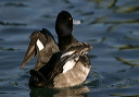 img_6587_scaup