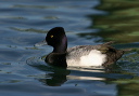 img_6595_scaup