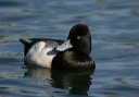 img_6596_scaup