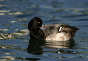 img_6604_scaup