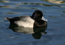 img_6609_scaup
