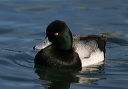 img_6623_scaup